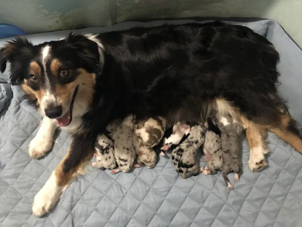 Registered Australian Shepherds
