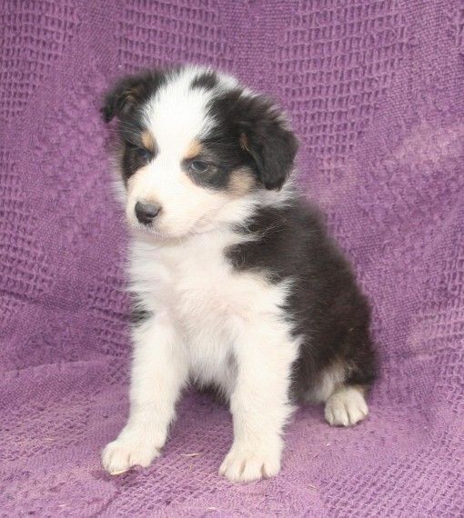 3 Australian Shepherd pups