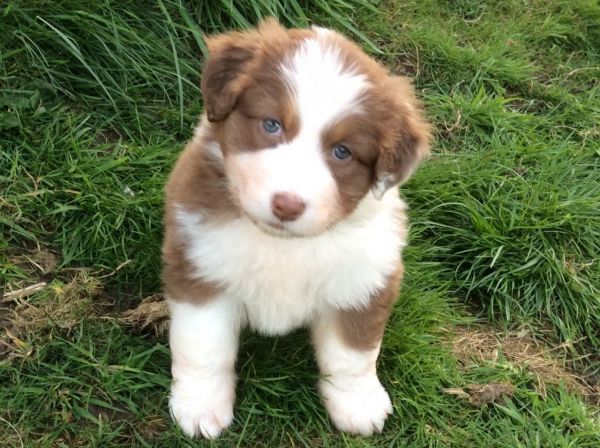 Awesome Australian Shepherd