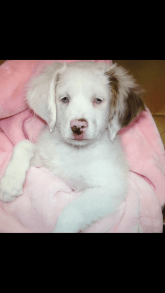 White/Red Toy Australian Shepherd