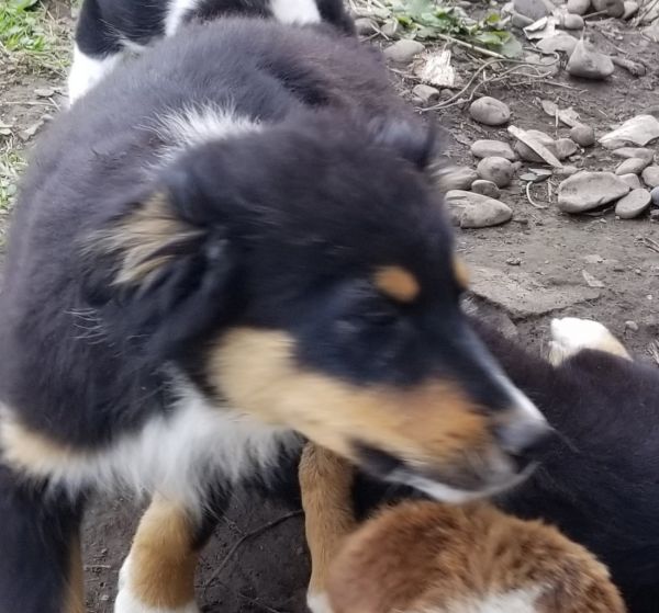Australian Shepard puppies for sale