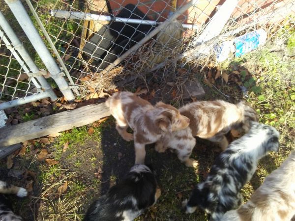 Pure bred australian shepard