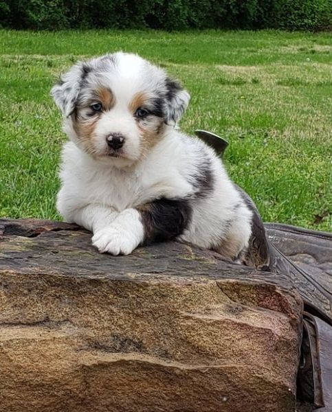 Australian Shepherd puppies set to go.