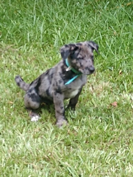 Gorgeous Merle Australian Shepherd