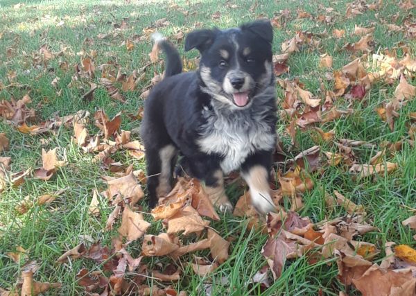 Australian shepherd puppies