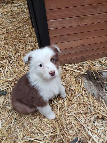 Australian Shepherd puppies