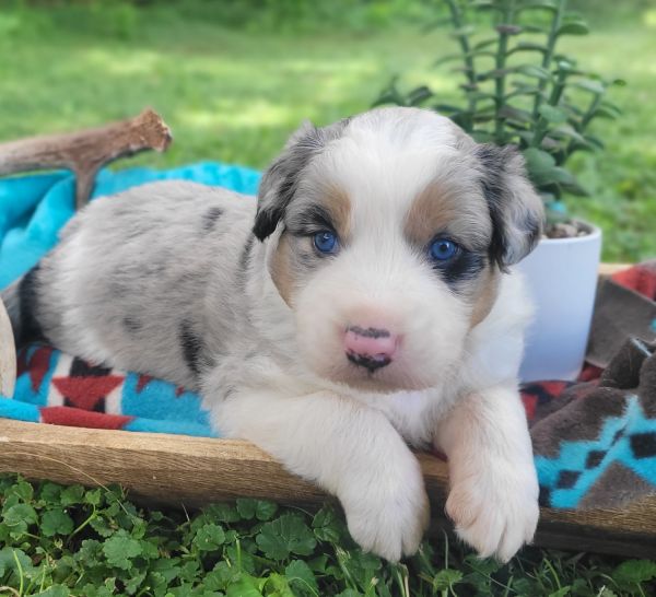 Megan - Female Australian Shepherd