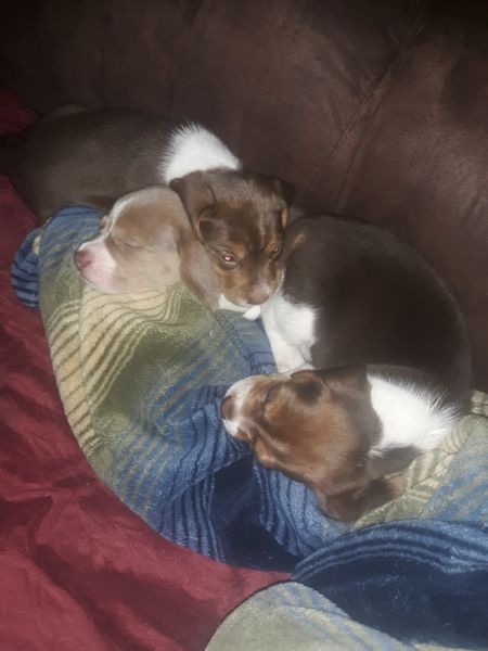 Beagle pups