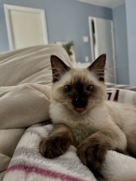 Looking for a Loving Home for My Balinese Kitten, Eren