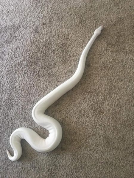 Adult Female bleu eyed lucy