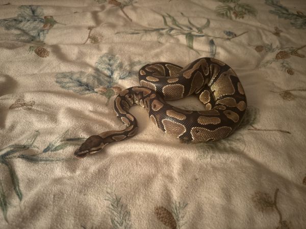 Ball Python for Sale