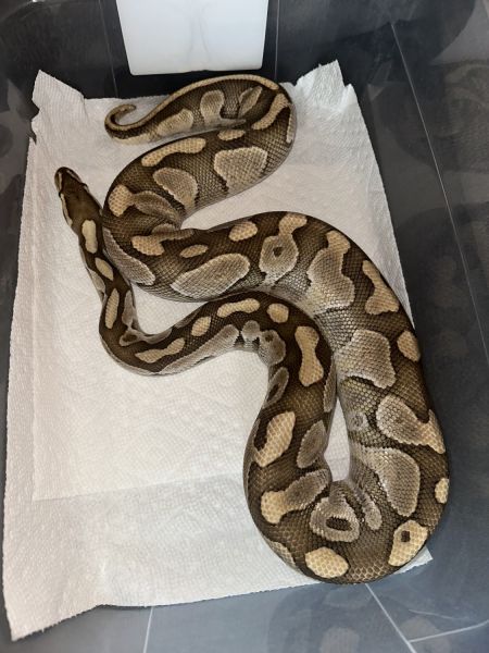 Female Ball Python