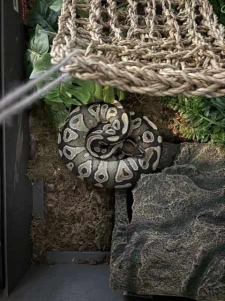 Rehoming ball python