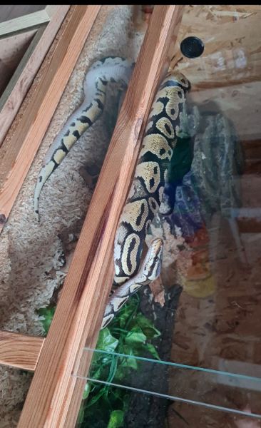 Python regius femelle + terrarium complet