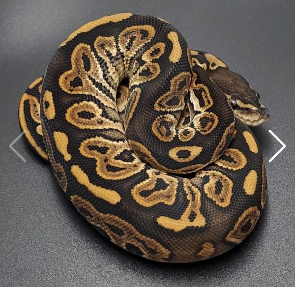 Python royal à vendre ou echanger