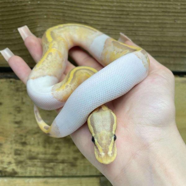 Ball pied python
