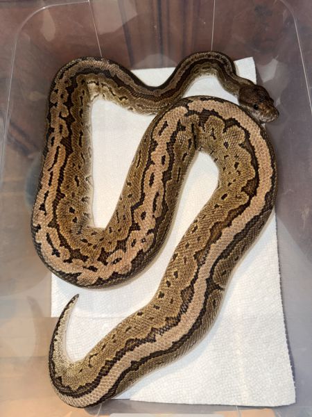 Ball Pythons