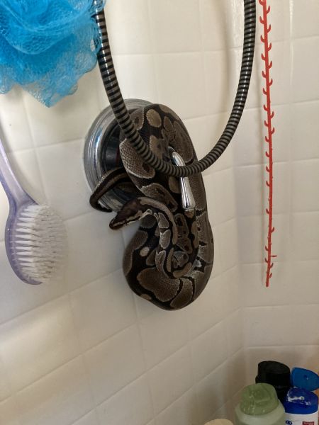 male and female phyton