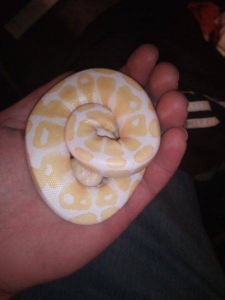 Albino ball python