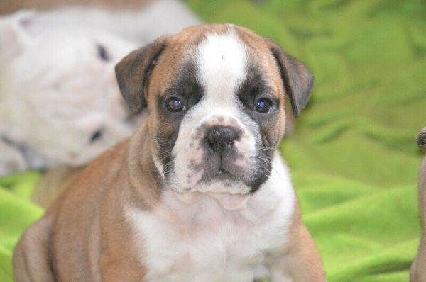 English Bulldogs Puppies