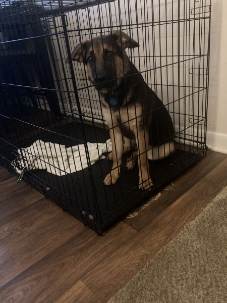 Puppy his name is London