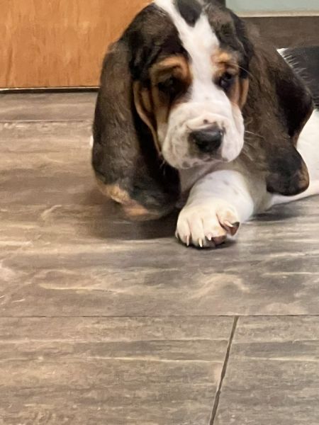 AKC basset puppies