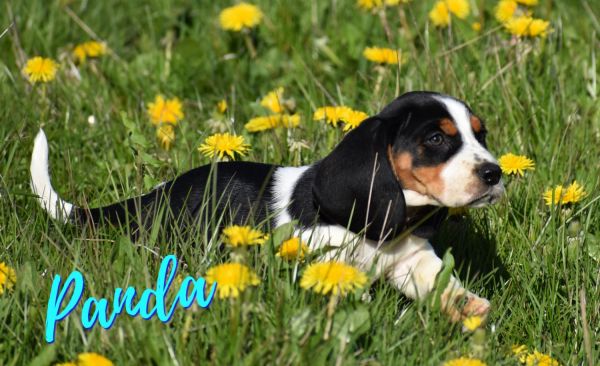 Basset Hound puppies for sale