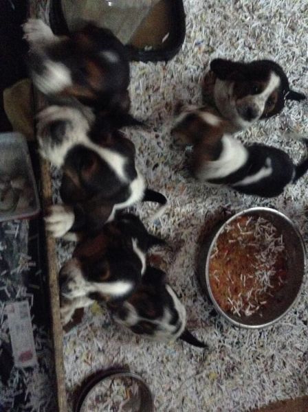 Basset Hound Puppies available 04/07/15