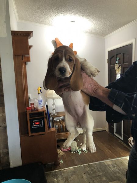 Bassett Hound Puppies