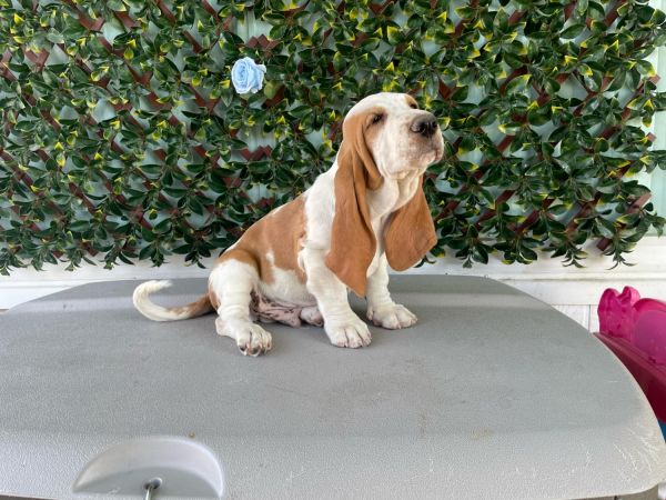 ???? cutte basset hound