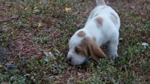 Basset hound litters