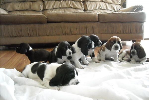 Charming Basset Hound Puppies Available