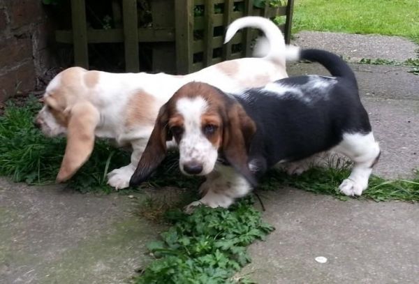 Adorable tricolor Basset puppies