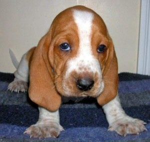 well trained basset hound puppies