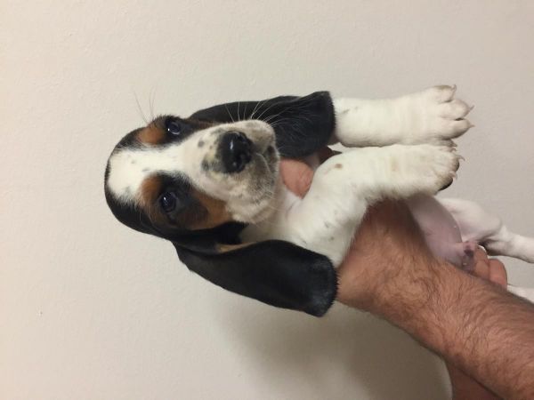 Beautiful Basset Hound Puppies