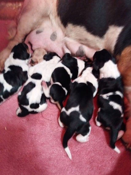 Pedigree Basset Hound Puppies