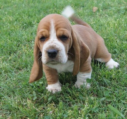 cute Basset Hound puppies for adoption...