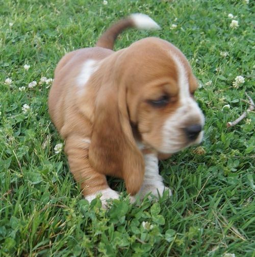 cute Basset Hound puppies for adoption...
