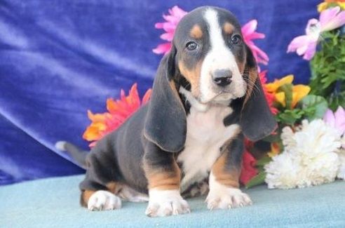 Adorable Pedigree Basset Hound Puppies