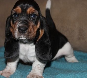 100% purebred Basset Hound Puppies.