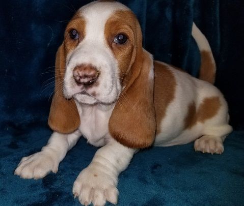 Akc Registered Basset Hound Puppies