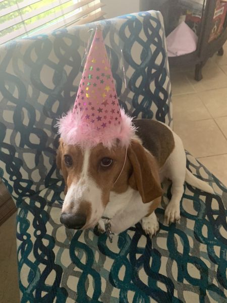 2yr old female basset hound