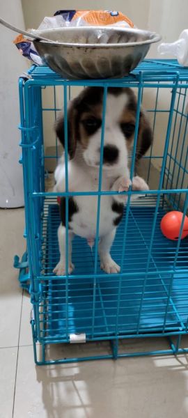 45 days old puppy sell