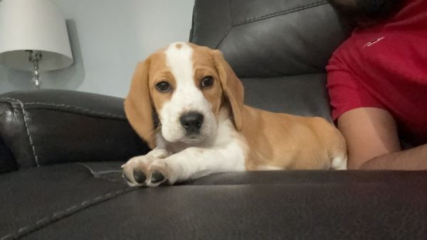 Beagel puppy