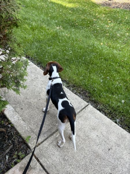 Peanut Butter The Beagle Pup!