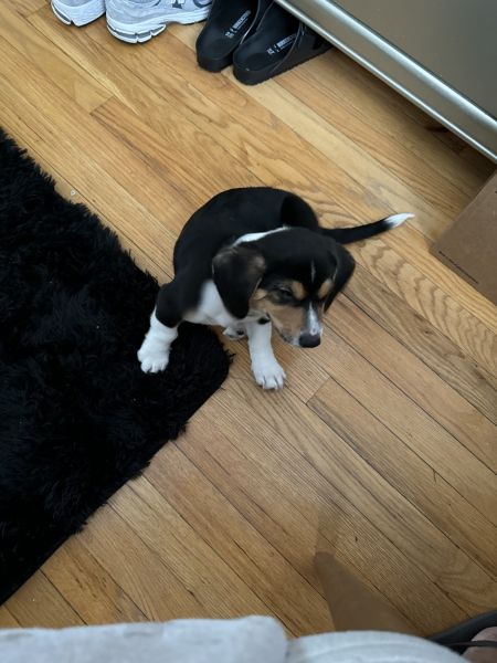 Beagle Corgi Mix