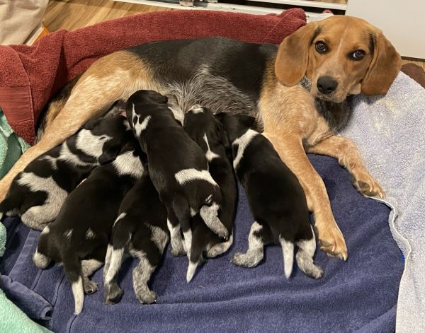 For sale Bluetick Beagle Puppies