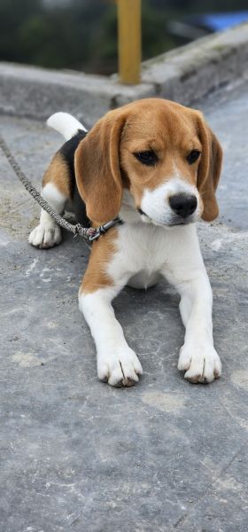 1.6 years Beagle dog for sale