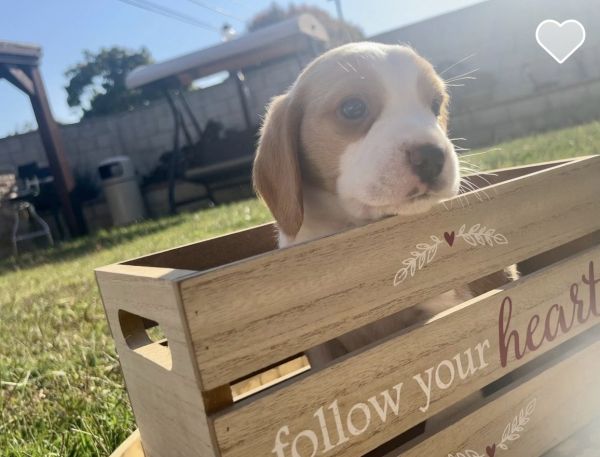 Charlie beagle pup