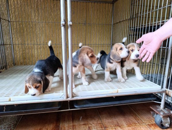 Beagle Puppies